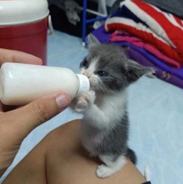 奶猫腹部稍硬就是要排便,奶猫体检