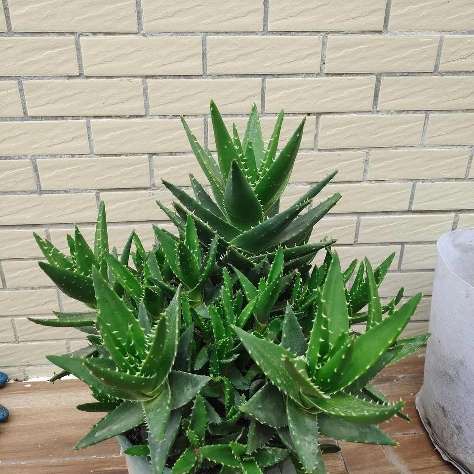 24小时吸甲醛释放氧气的花,刚装修好的房养啥花好能吸甲醛