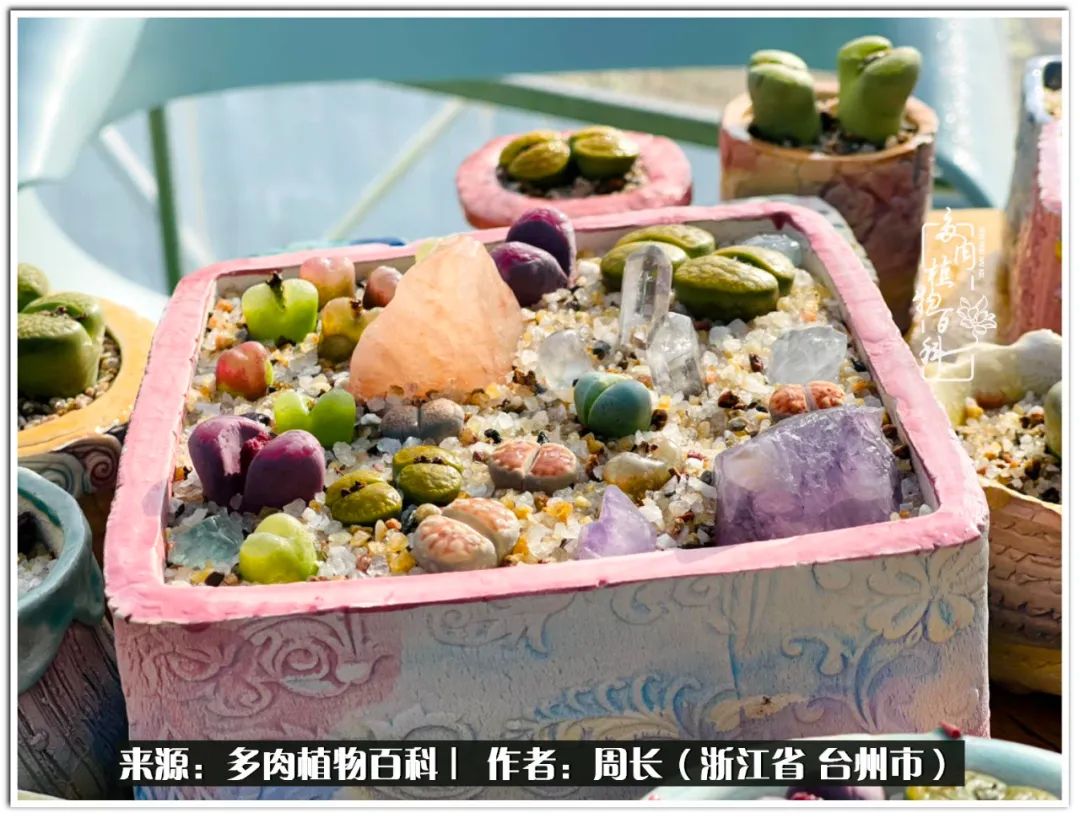 多肉拼盘新手入门,多肉拼盘说说