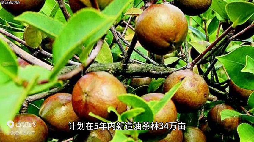 河源发展后劲全省第一,河源是向着旅游业发展吗