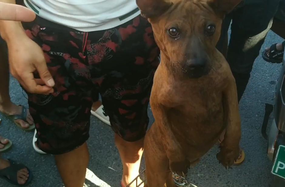 一条土狗多少元,一条土狗卖七八百