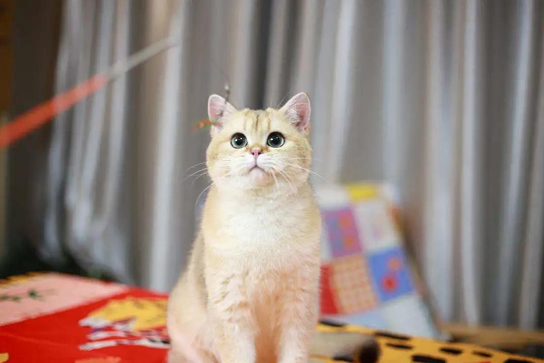 租赁市场的内卷,租猫市场