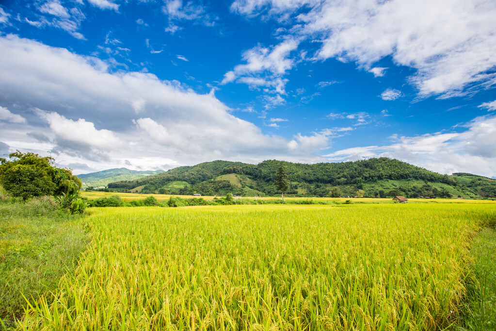 国内的泰国香米是真的吗,泰国香米是真的还是假的