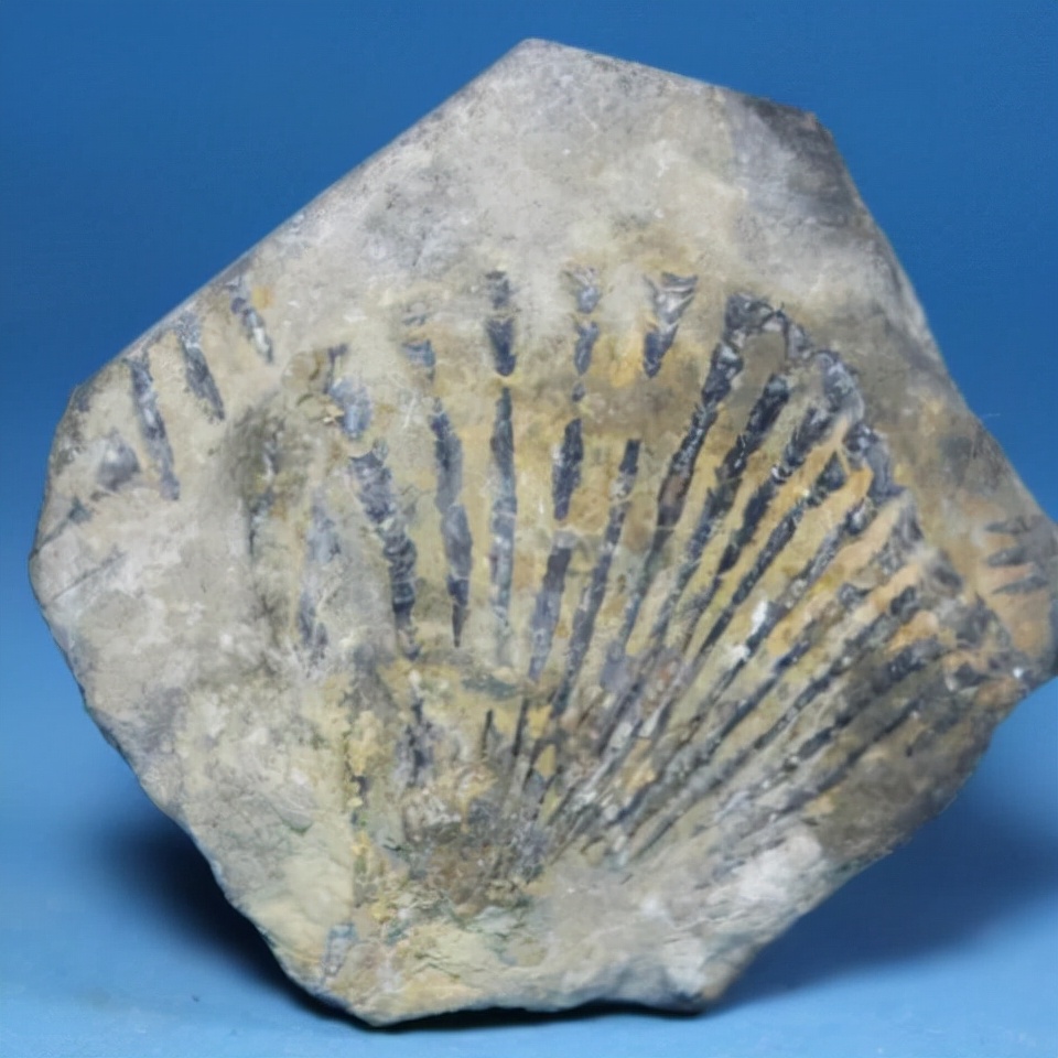 捡什么样的石头能发家致富 (捡石头真的可以发财吗)