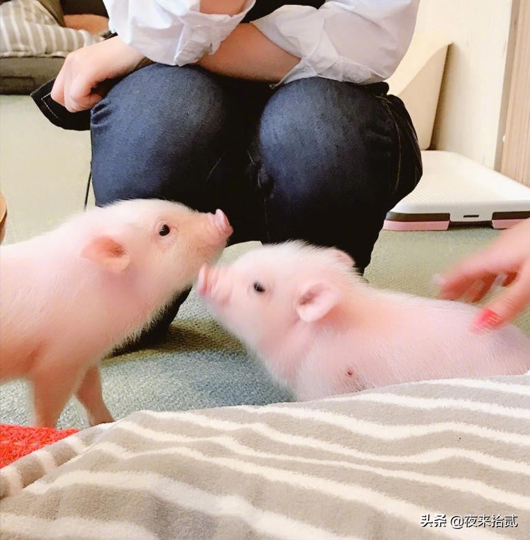 网友打卡日本迷你猪咖，这也太可爱了吧