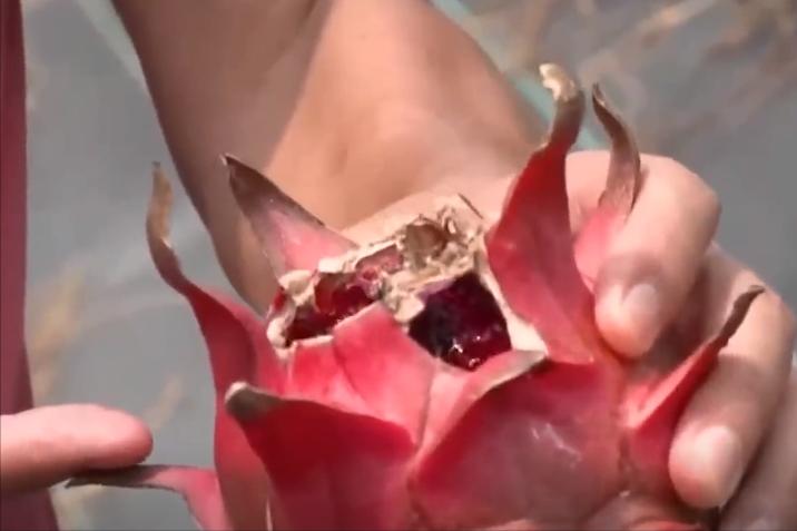 小伙子种火龙果四年身价过亿,种植火龙果一年挣1千万