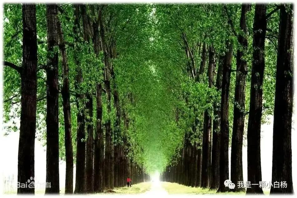 赞美白杨树,散文白杨礼赞朗诵