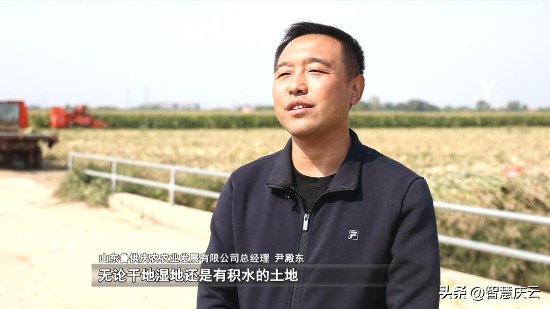 今年农户玉米亩产量,山东德州地区种啥玉米高产