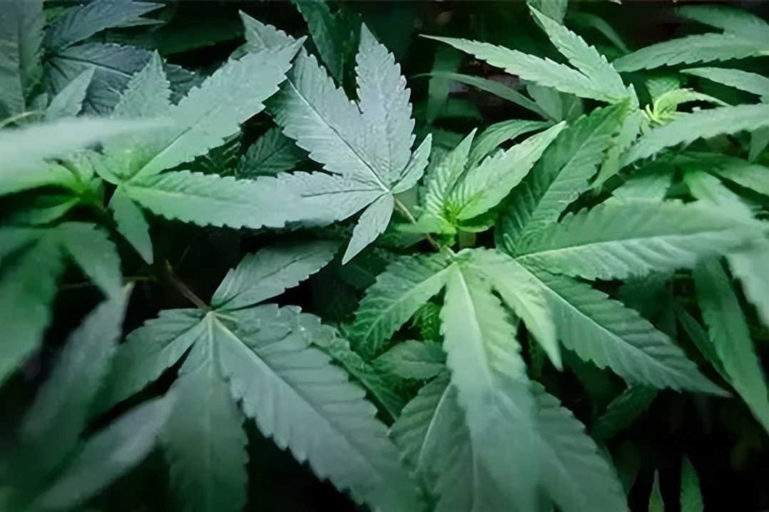 国际禁毒日请收下这份必备知识,国际禁毒日是采用什么方法禁毒的