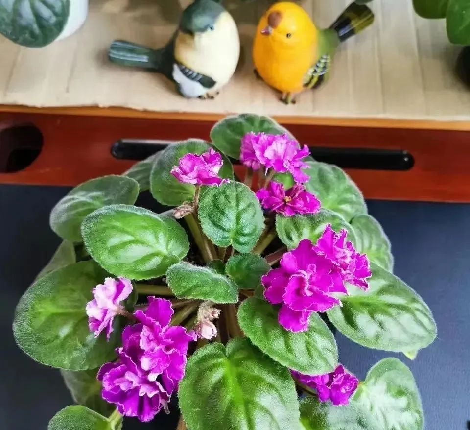 增湿除甲醛绿植,除甲醛好养的绿植有哪些