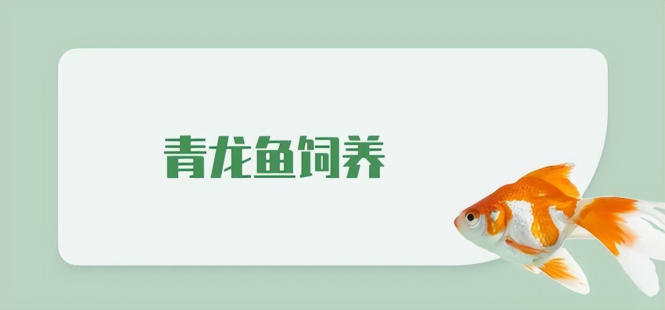 青龙鱼挑选方法,青龙鱼什么样的