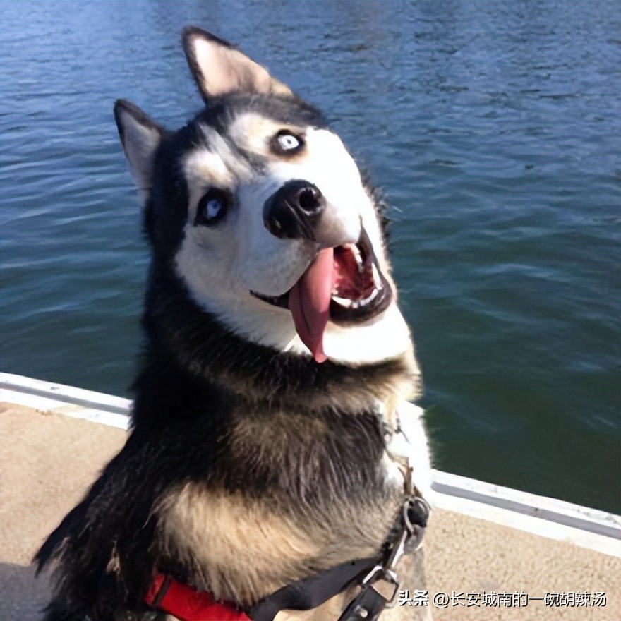 世界名犬大赛全程视频,世界名犬狗狗品种大全