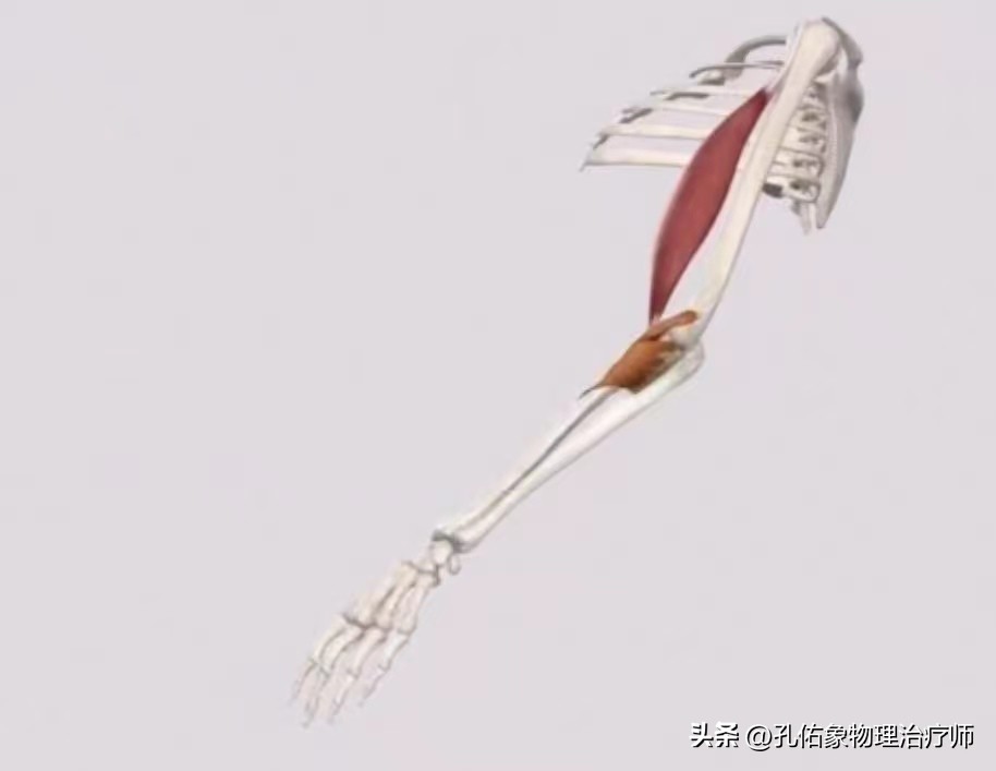 左边肩膀疼痛的治疗方法小妙招,肩膀手往后抬时疼痛是什么原因