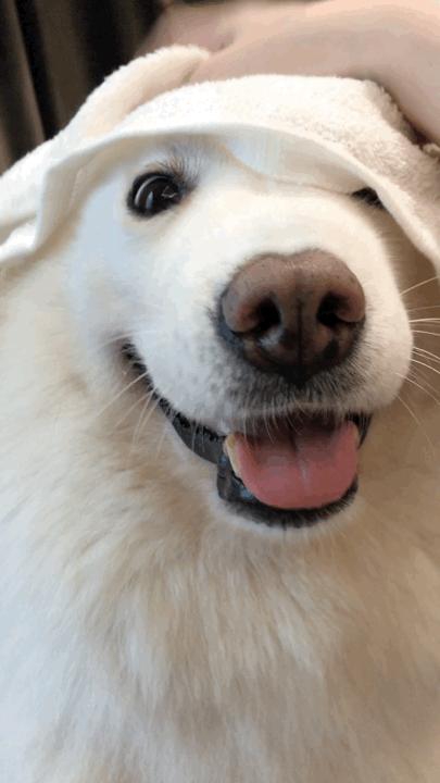 狗狗有泪痕应该怎么去除,狗狗有泪痕应该怎么处理