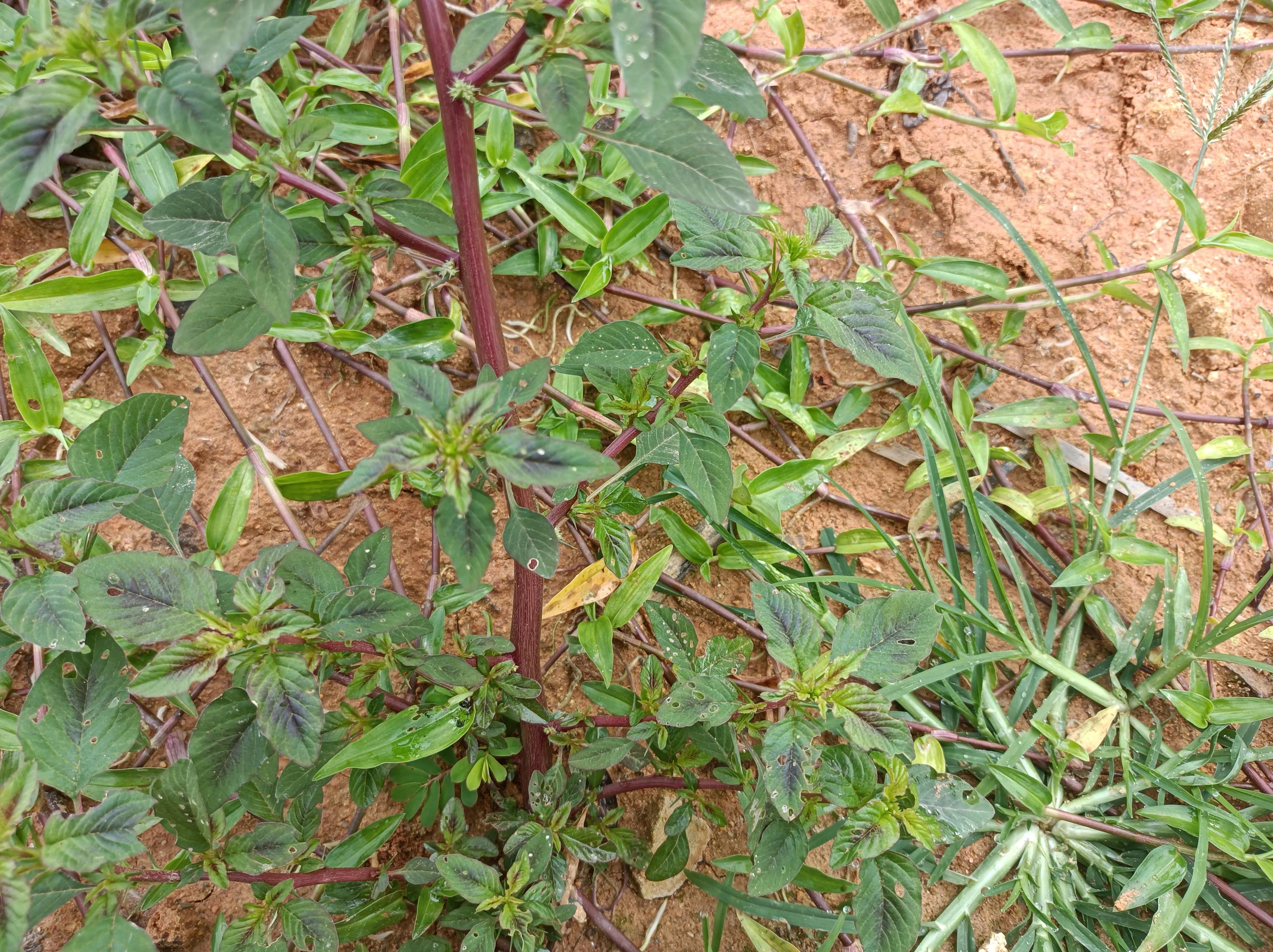 根部和人参相似的野菜,农村这野菜被称土人参