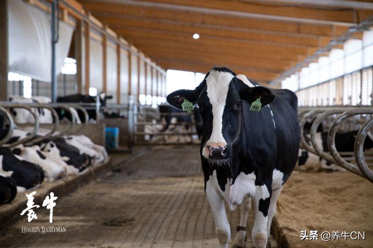 2024奶业形势分析,奶业经济形势