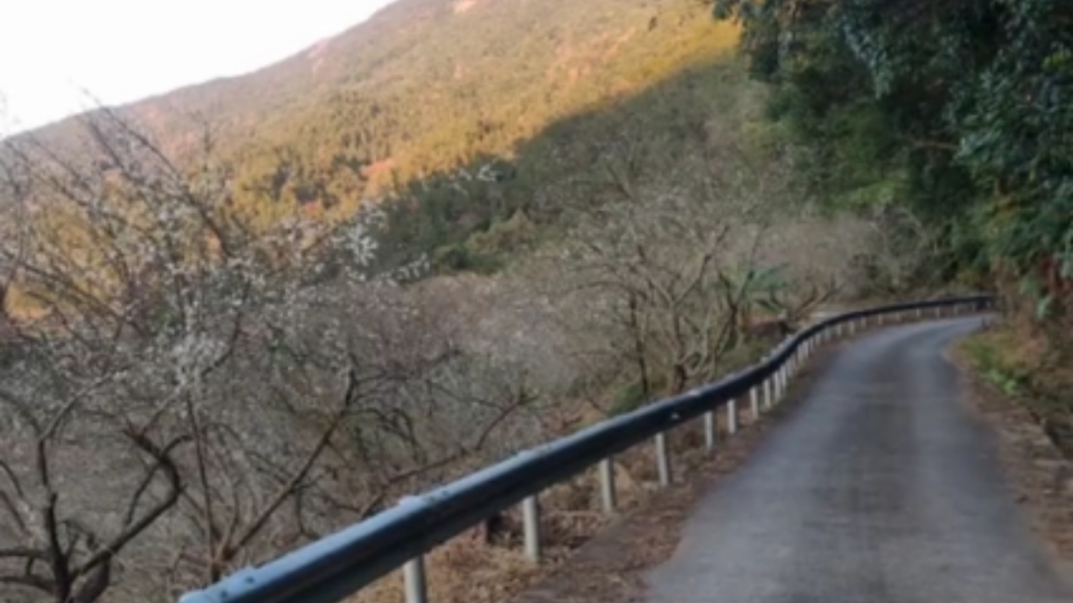 惠州赏梅花地方,惠州惠东梁化镇梅园