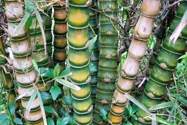 罗汉竹盆景,罗汉竹