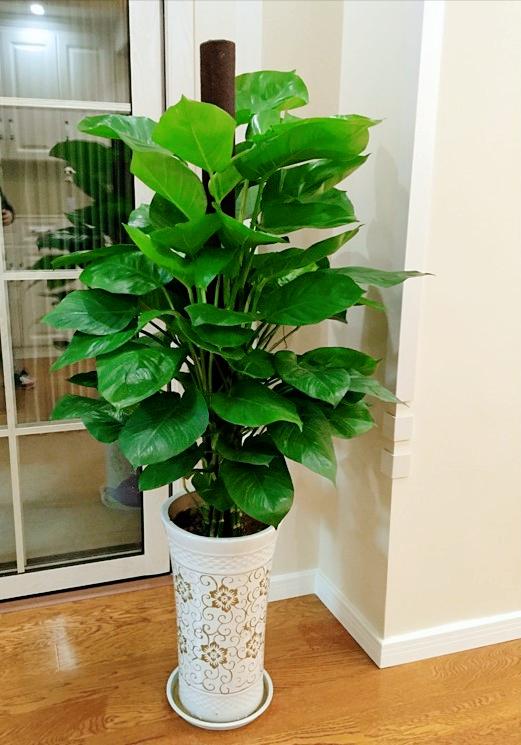 新家养什么花可以除甲醛,家里室内必养哪四种花