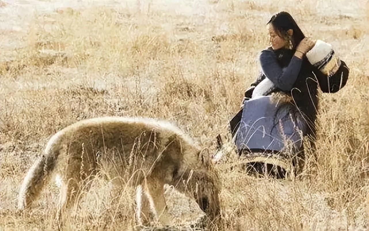 成都画家在草原写生收养狼的故事,成都女青年画家意外收养一只幼狼