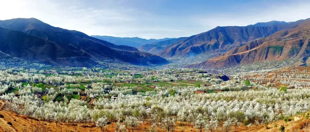 金川梨花节助力乡村振兴,金川县乡村振兴田园综合体