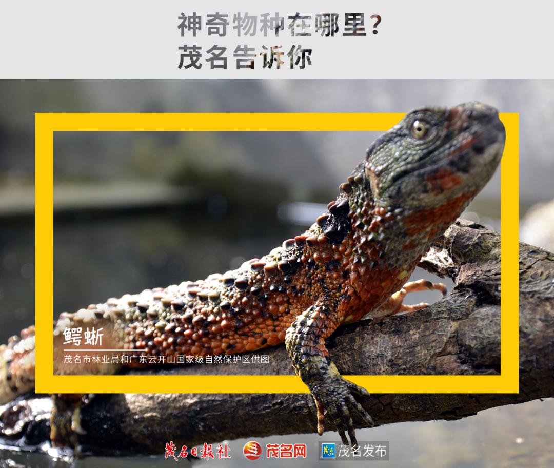 浙江神奇物种,茂名发现新物种