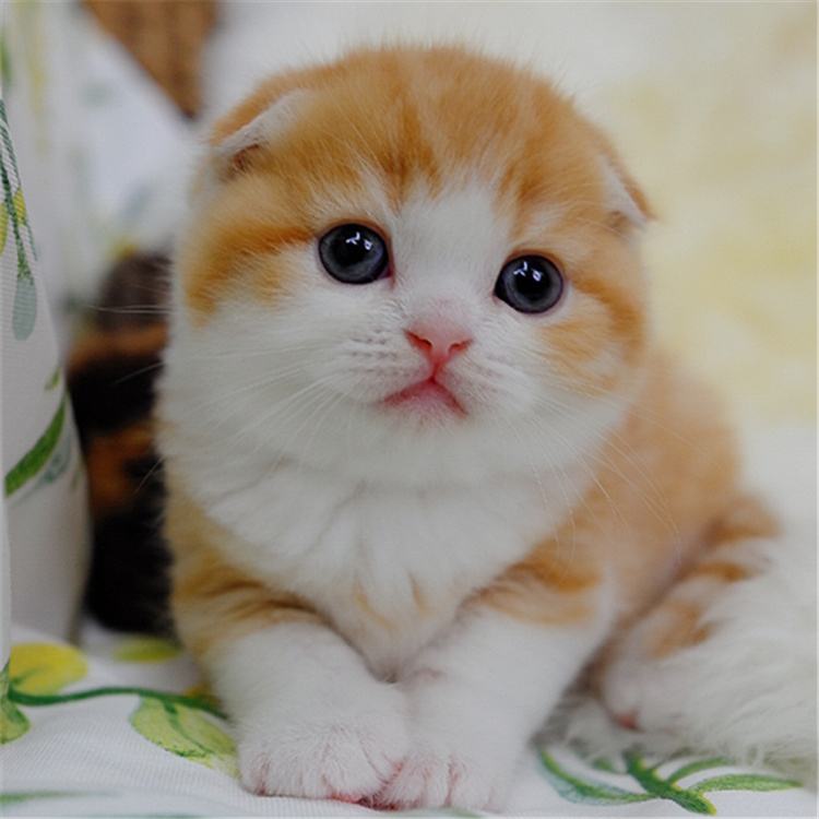 为什么不建议买成年折耳猫,折耳猫不能买吧
