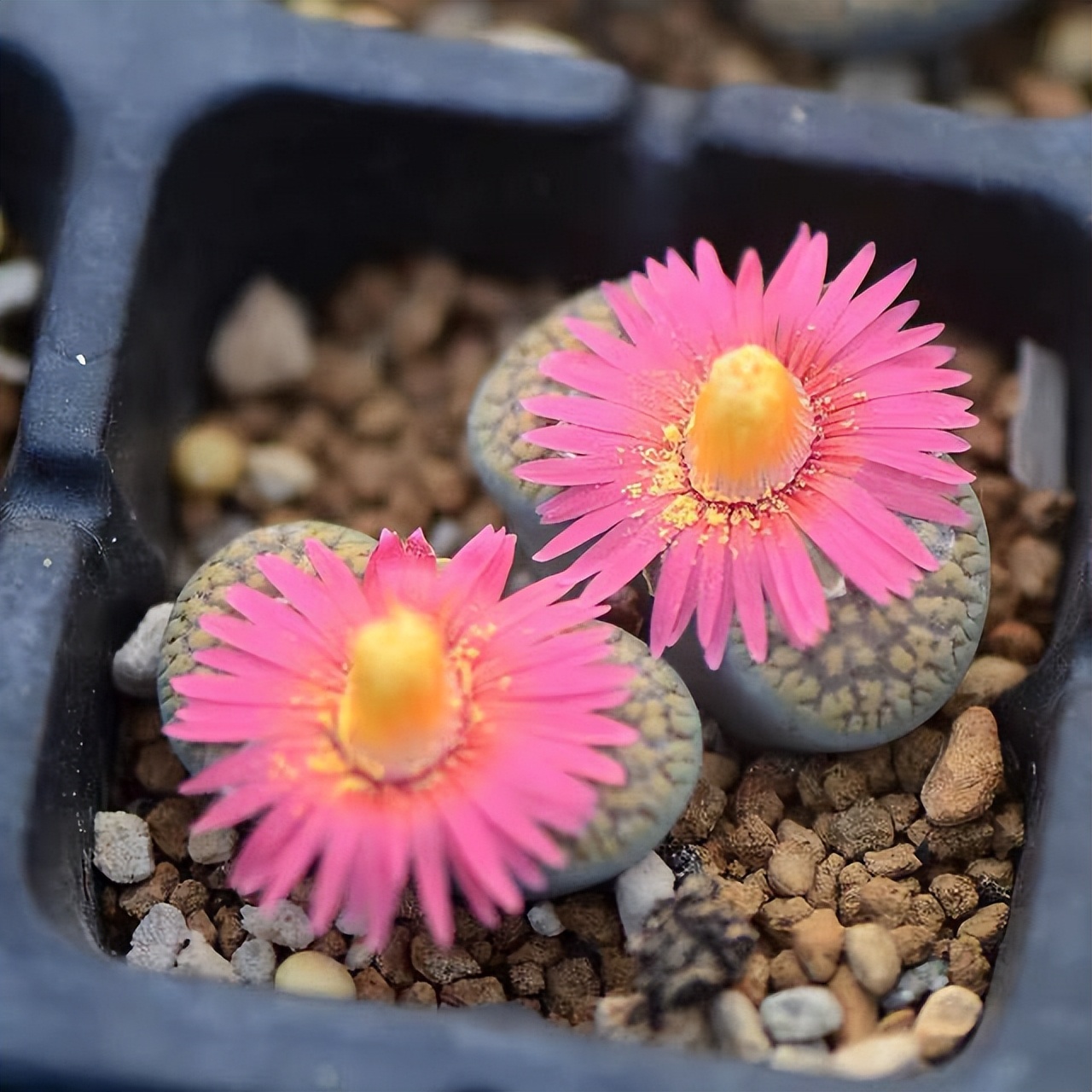 养了一年的生石花你们看品相如何,多肉生石花介绍养护方法推荐