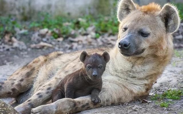 雌性斑鬣狗和雄性斑鬣狗体型对比,如何辨别斑鬣狗公母