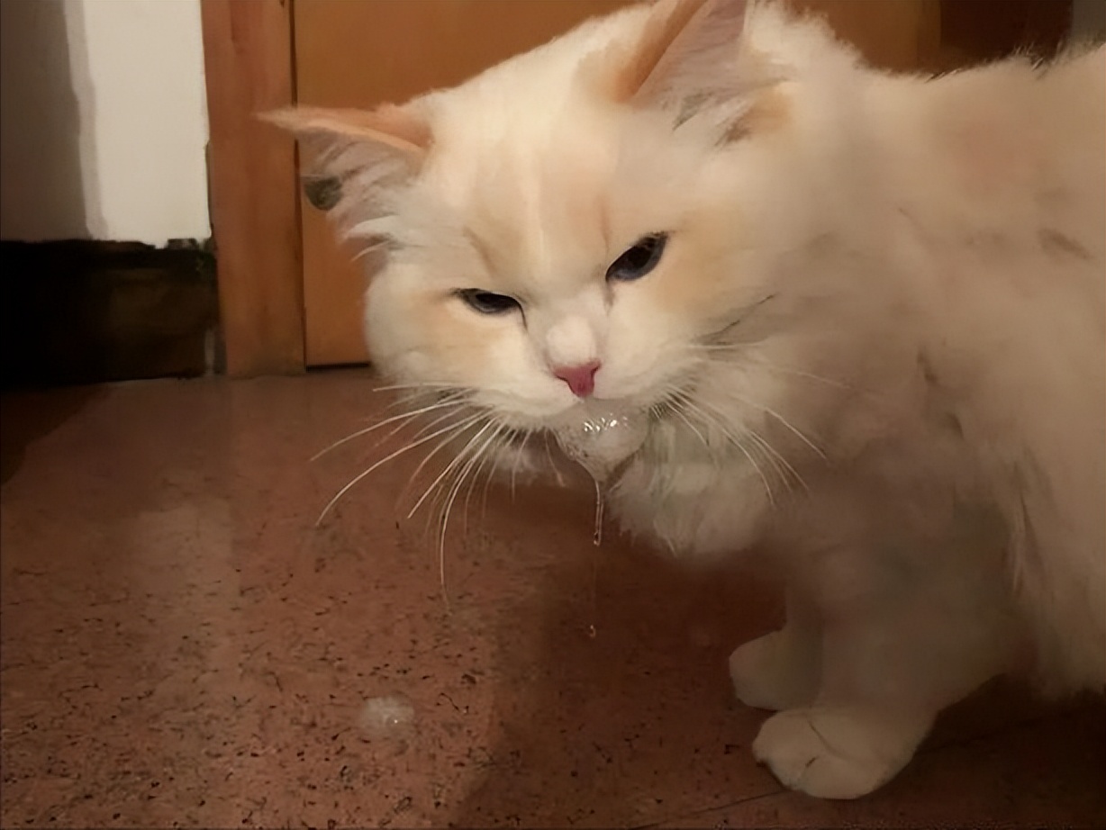 猫咪频繁呕吐的原因及解决方法,猫咪呕吐的几种原因及治疗方法