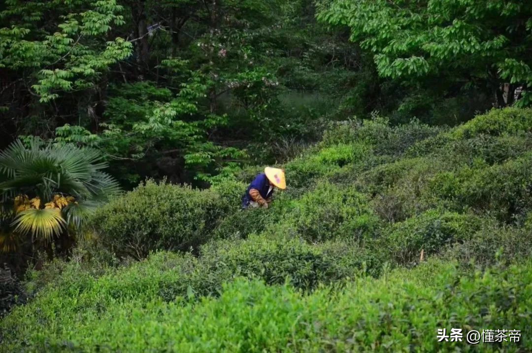 正品金骏眉红茶多少钱一斤,几十块一斤的金骏眉是真的吗