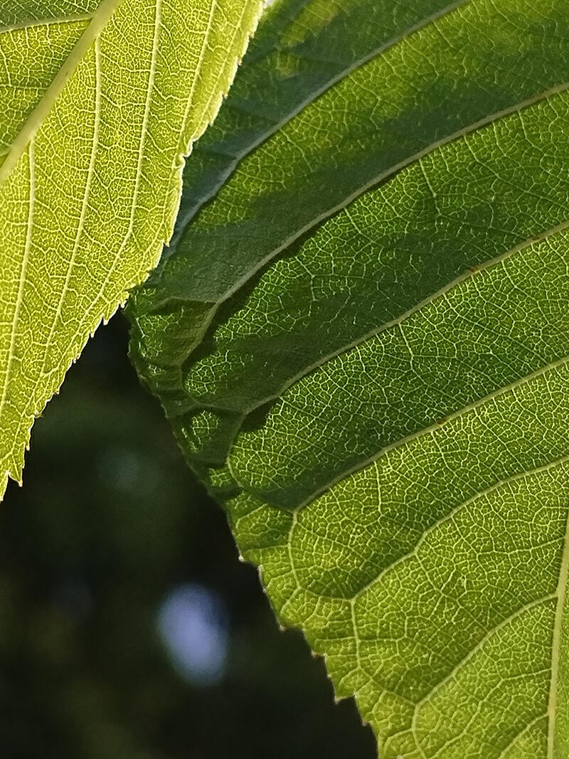续航可达100公里的电池,华为巨鲸电池52度能续航多少公里