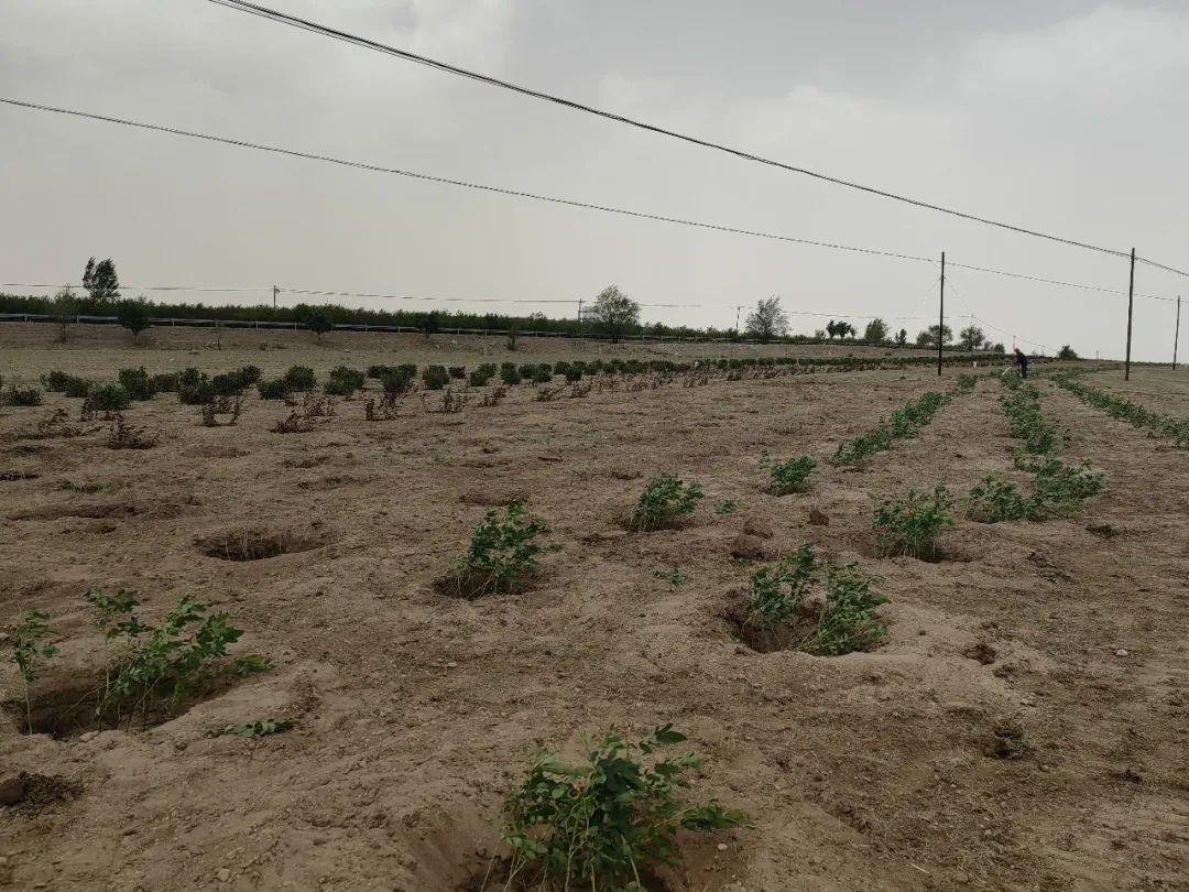 滨海县镇村水环境综合治理工程,大宁县城区河道综合治理工程