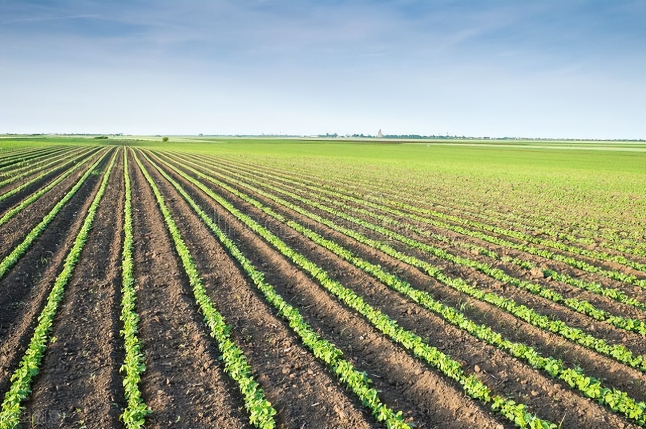 中国饲料靠进口吗,中国粮食安全靠什么