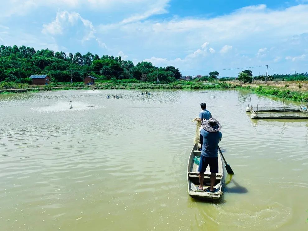 黄颡鱼腹水不吃料怎么办,黄颡鱼腹部有积水怎么解决