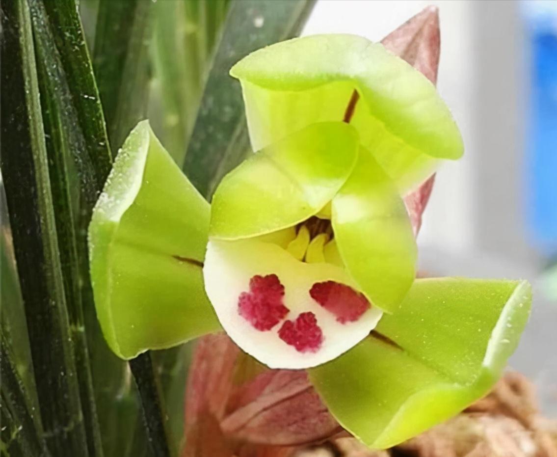 荷瓣春兰多少钱一苗,春兰荷瓣叶形草图及价格