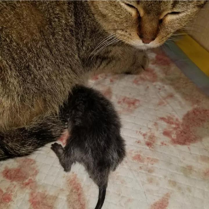 母猫老是不停的挠猫砂什么原因,母猫生产前的征兆