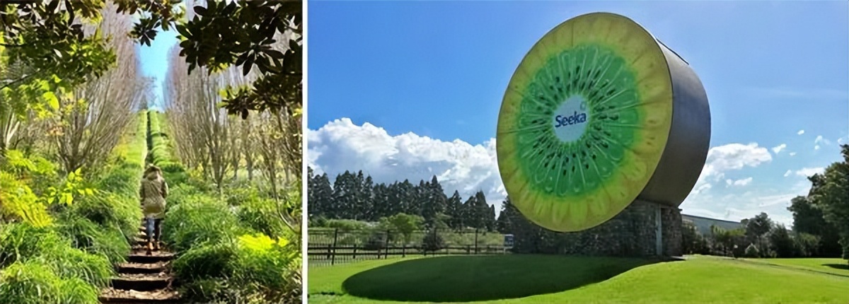 新西兰蒂普基猕猴桃特色小镇，如何实现从区域品牌到享誉世界？