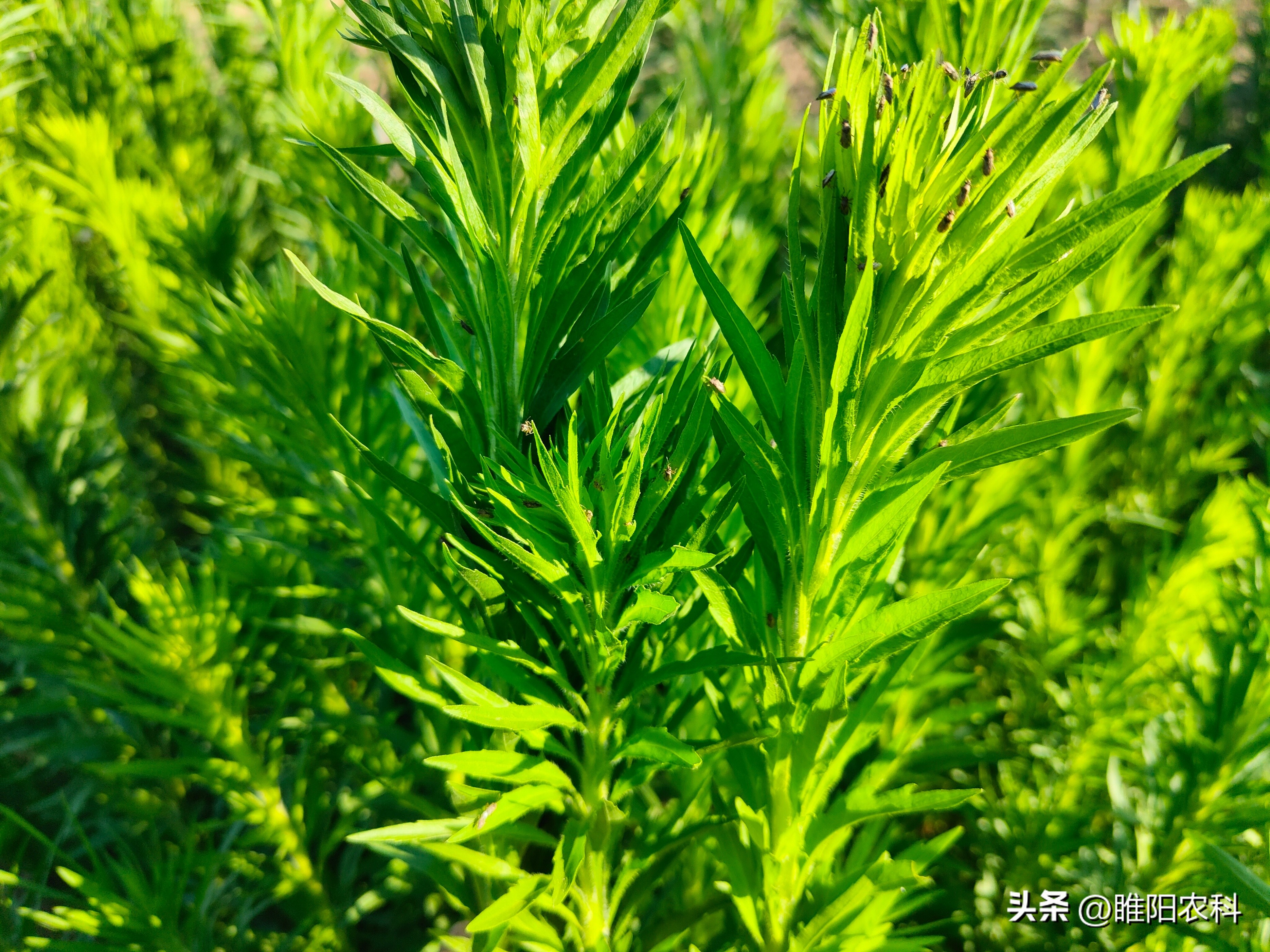草甘膦防除恶性杂草,除杂草什么草甘膦最好