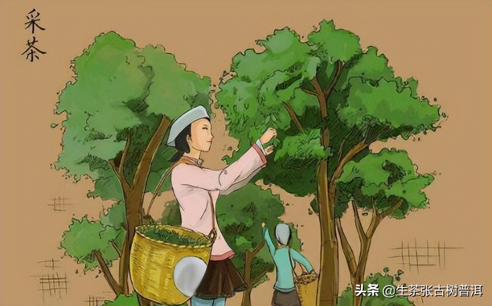 普洱茶八奇图片,普洱茶8代表什么意思