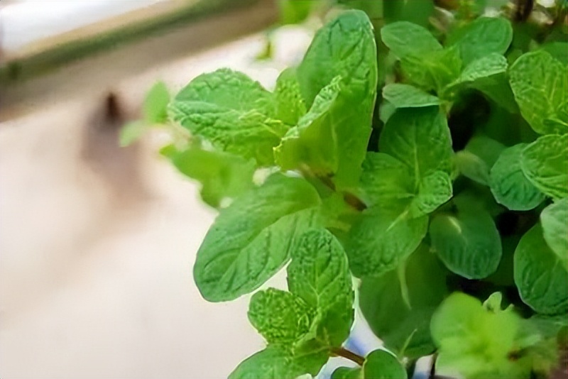 中药薄荷植物,薄荷具有药用价值的一种植物