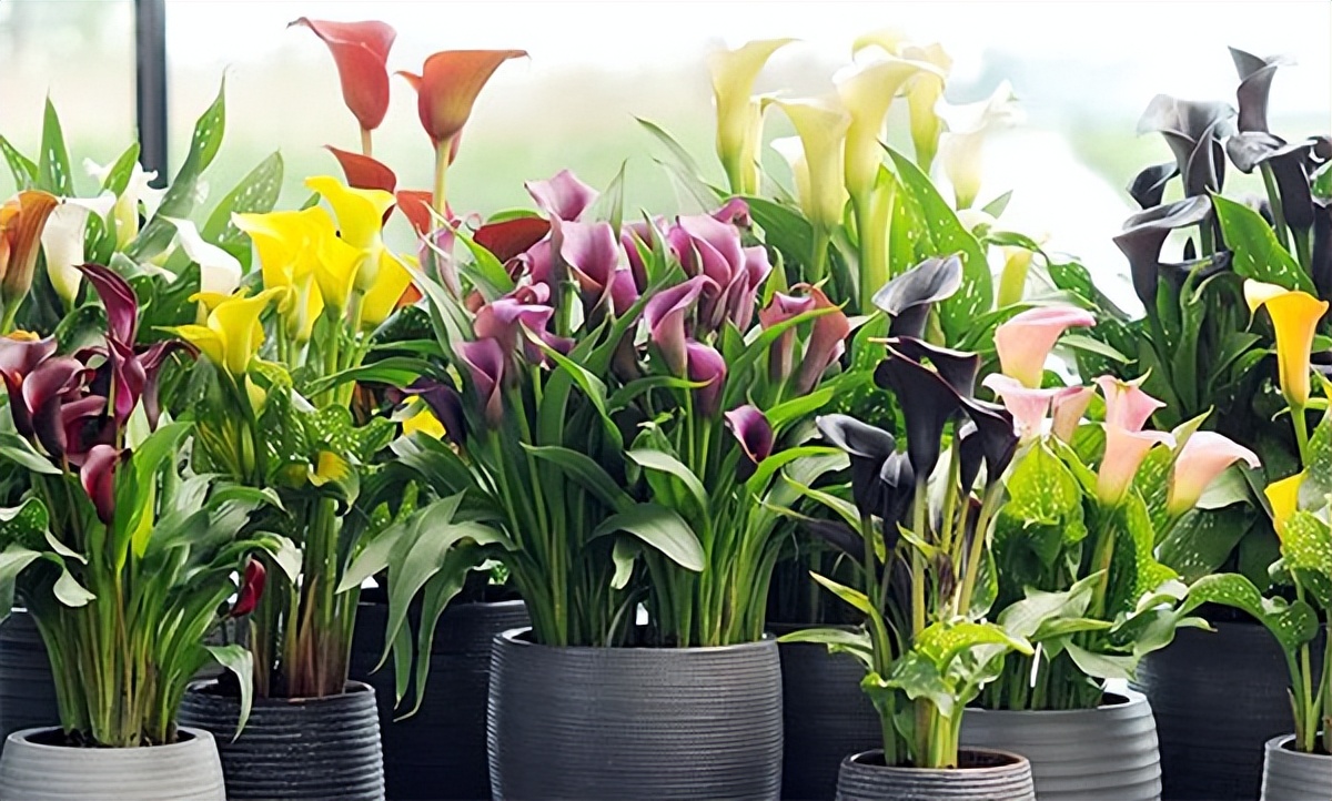 这3种花漂亮又好养1年能开300多天,5种花超好养漂亮上档次