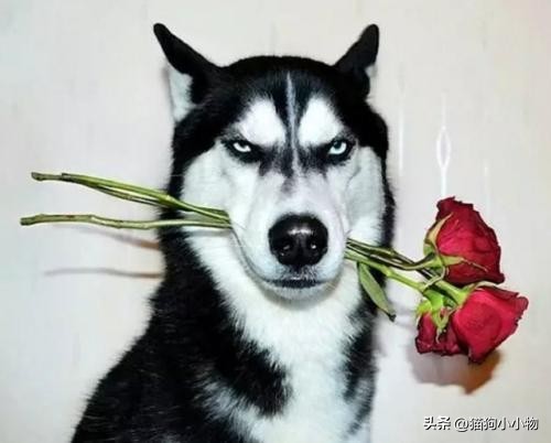 “纯种”哈士奇，才会有的特征，看完你敢养吗？