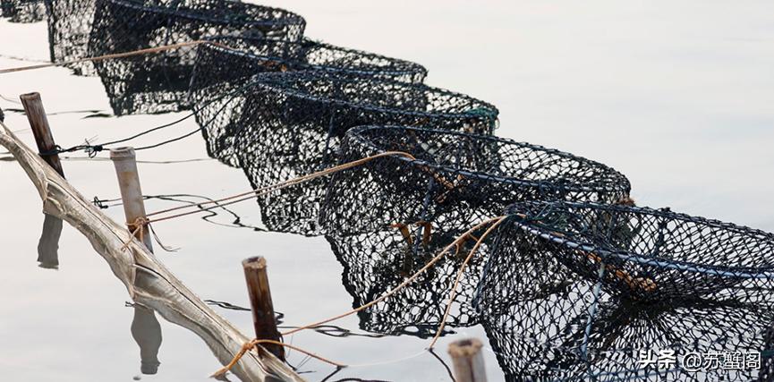 150元一个大闸蟹,正宗大闸蟹大概多少钱一只