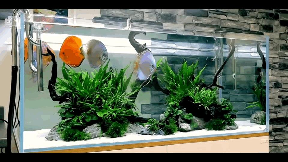 热带观赏鱼长视频,各种热带观赏鱼介绍