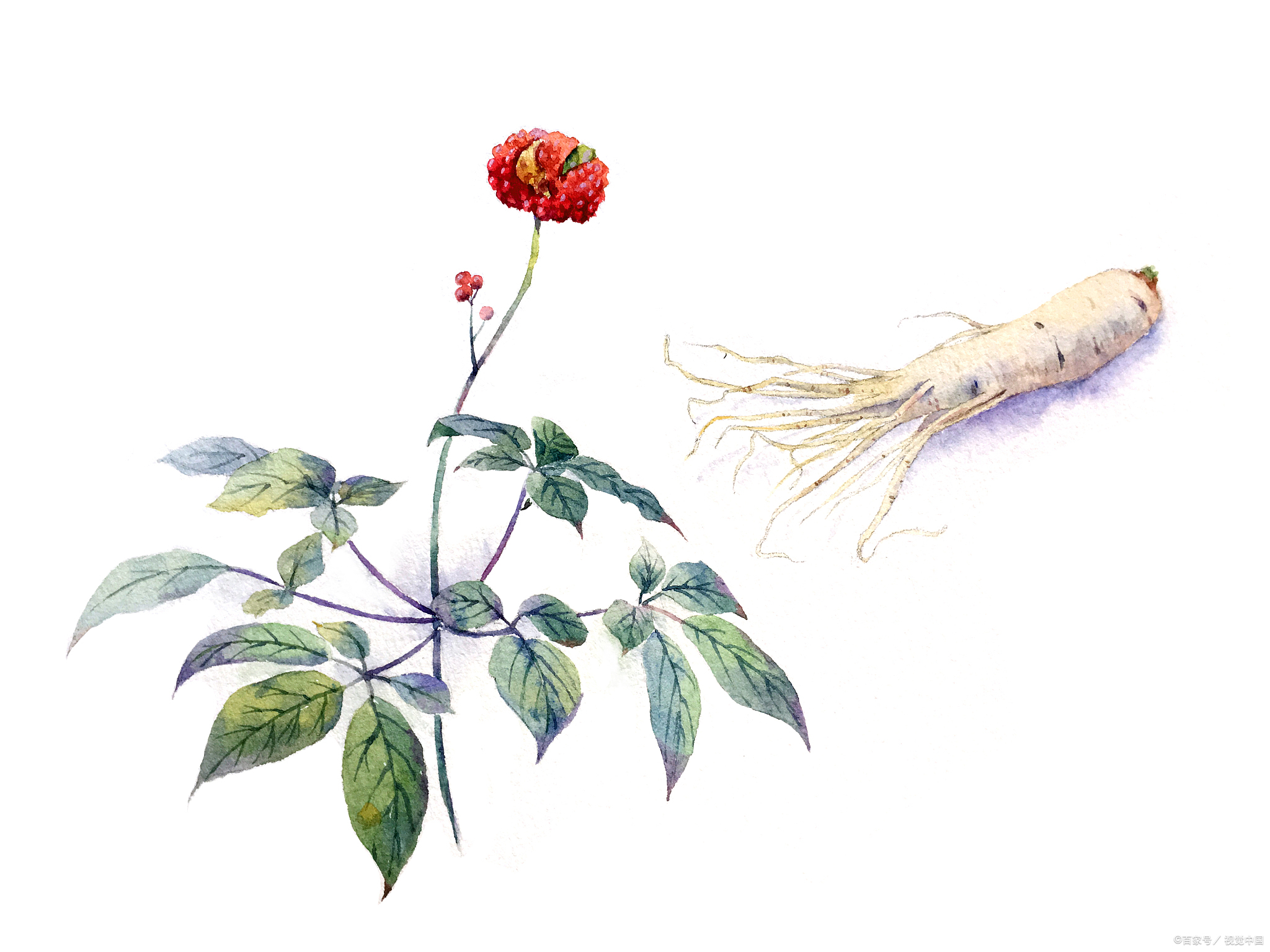 四+四，让你气血充沛，康庄有活力