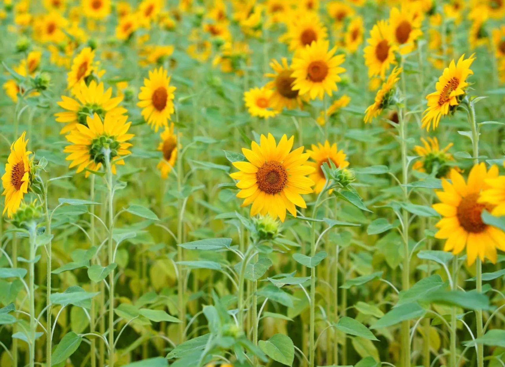 向日葵向阳而生阳光明媚,生如夏花向日葵