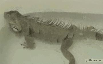 什么动物放屁是香的为什么,什么动物放屁最聪明