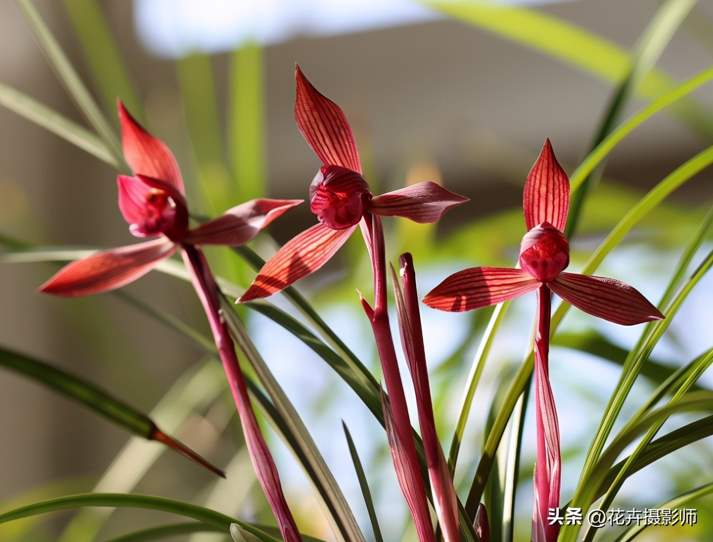 看了这款兰花!我被彻底“征服了”,以开品论价格,满满的高级感
