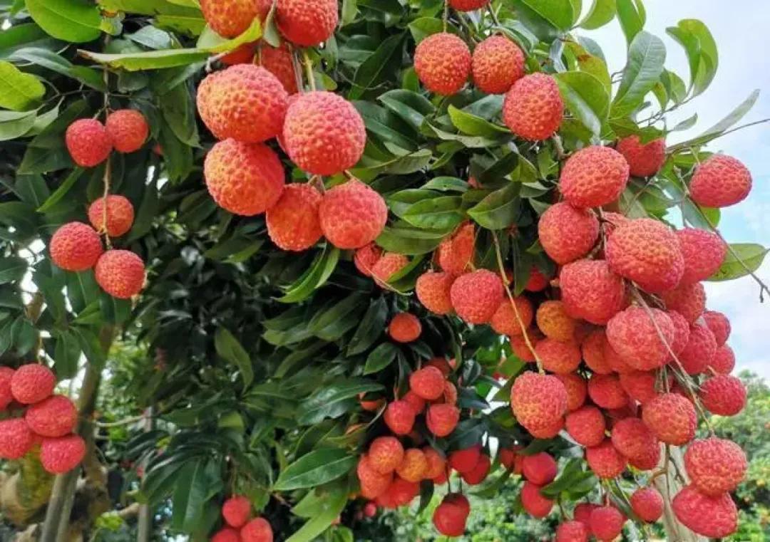 广州摘荔枝一日游最佳路线,从化自驾游荔枝采摘园